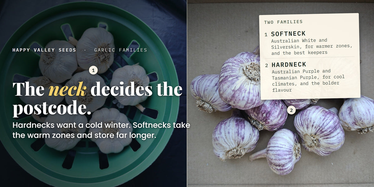 White and purple striped garlic side by side, marked softneck and hardneck, under the headline the neck decides the postcode
