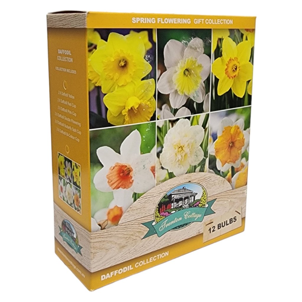 Gift Box - Daffodil Collection (Pack of 12 Bulbs) - Happy Valley Seeds