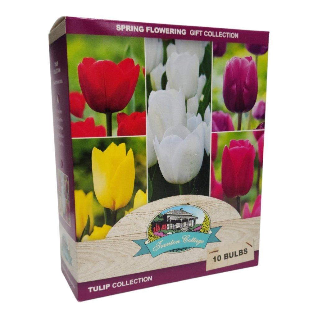 Gift Box - Tulip Collection (Pack of 10 Bulbs) - Happy Valley Seeds