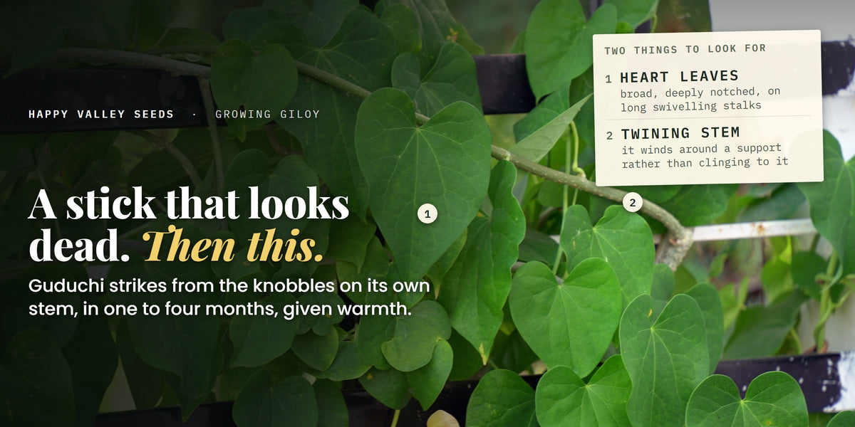 A Giloy vine on a timber trellis under the headline A stick that looks dead, then this