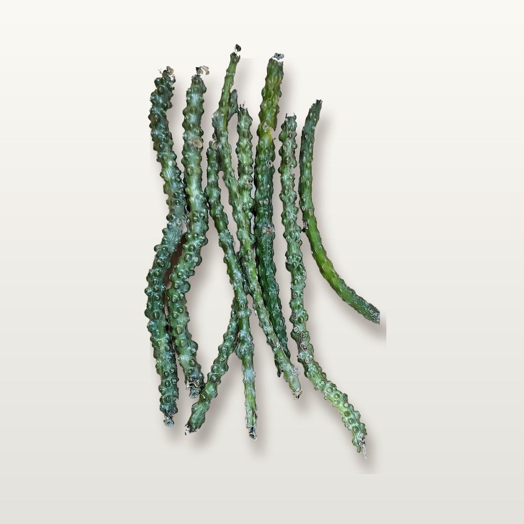 Giloy (Guduchi) Vine Cuttings - Happy Valley Seeds