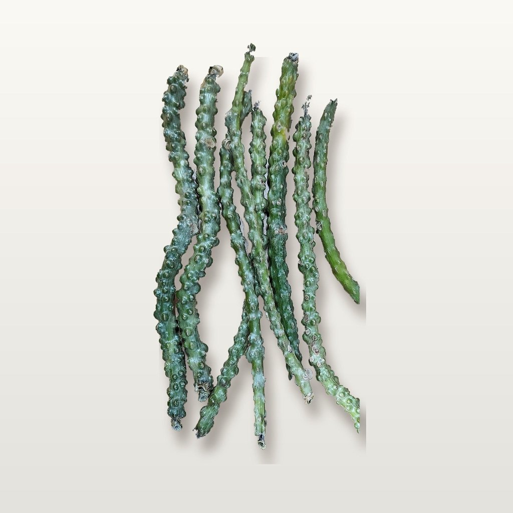 Giloy (Guduchi) Vine Cuttings - Happy Valley Seeds