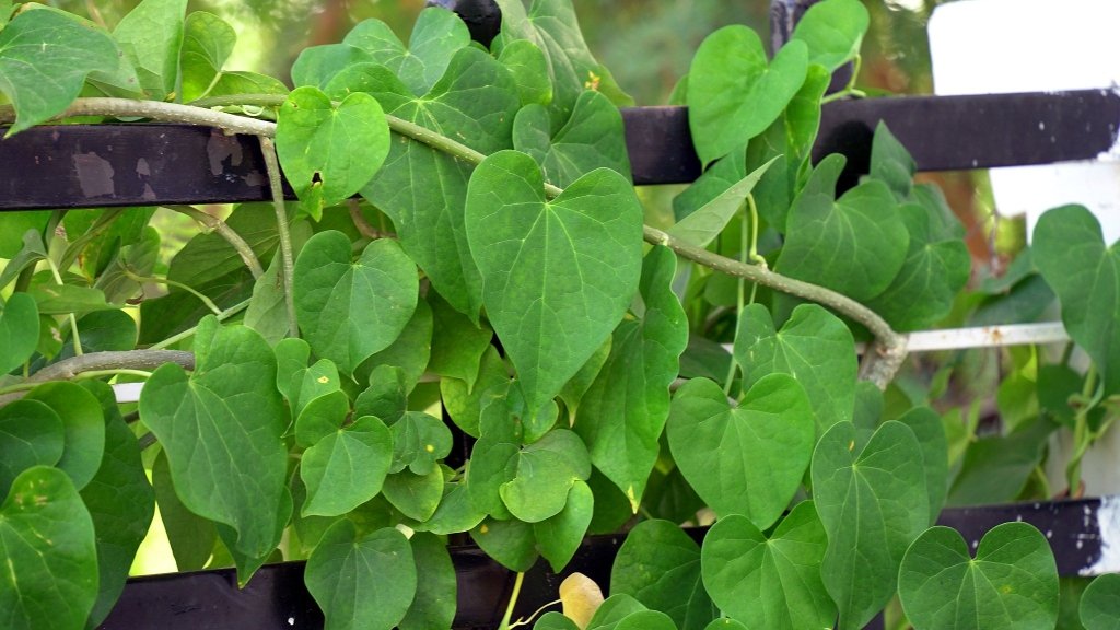 Giloy (Guduchi) Vine Cuttings - Happy Valley Seeds