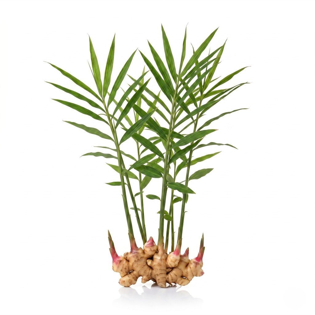 Ginger Rhizome [PRE - ORDER] - Happy Valley Seeds