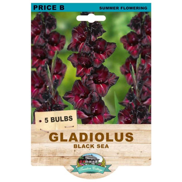 Gladioli Black Sea (Pack of 5 Bulbs) - Happy Valley Seeds