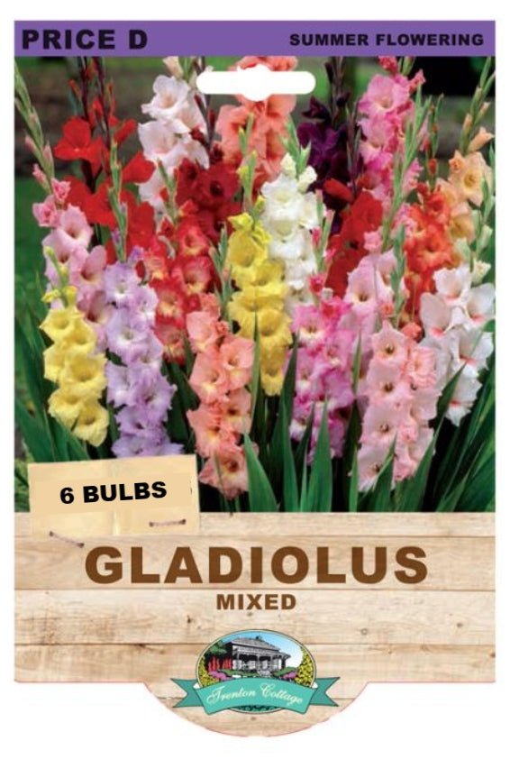 Gladioli Mixed (Pack of 6 Bulbs) - Happy Valley Seeds