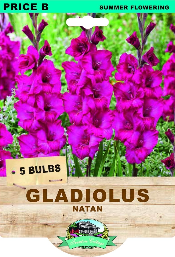 Gladioli Natan (Pack of 5 Bulbs) - Happy Valley Seeds