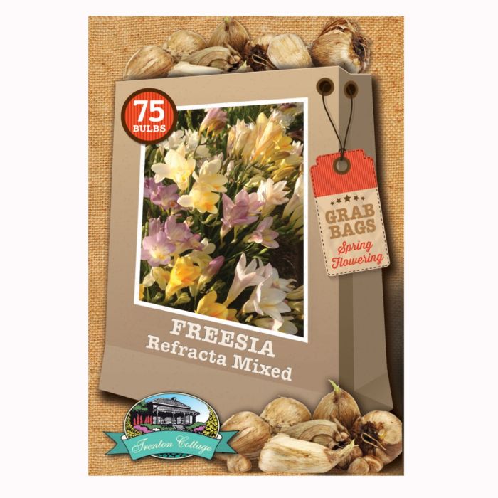 Grab Bag - Freesia Refracta Mixed (Pack of 75 Bulbs) - Happy Valley Seeds