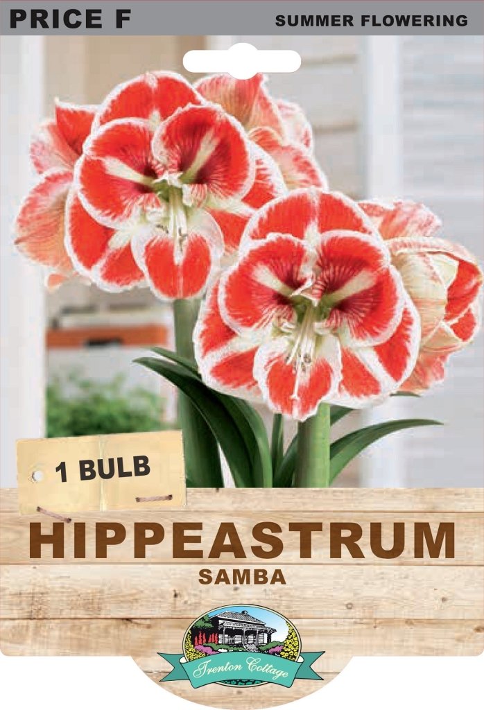 Hippeastrum Samba (Pack of 1 Bulb) - Happy Valley Seeds