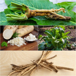 Horseradish Cuttings