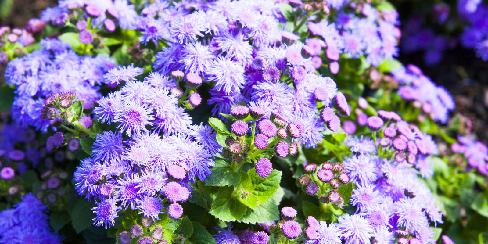 How to Grow Ageratum in Australia