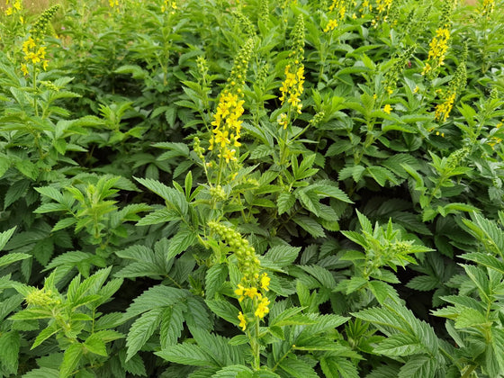 Agrimony