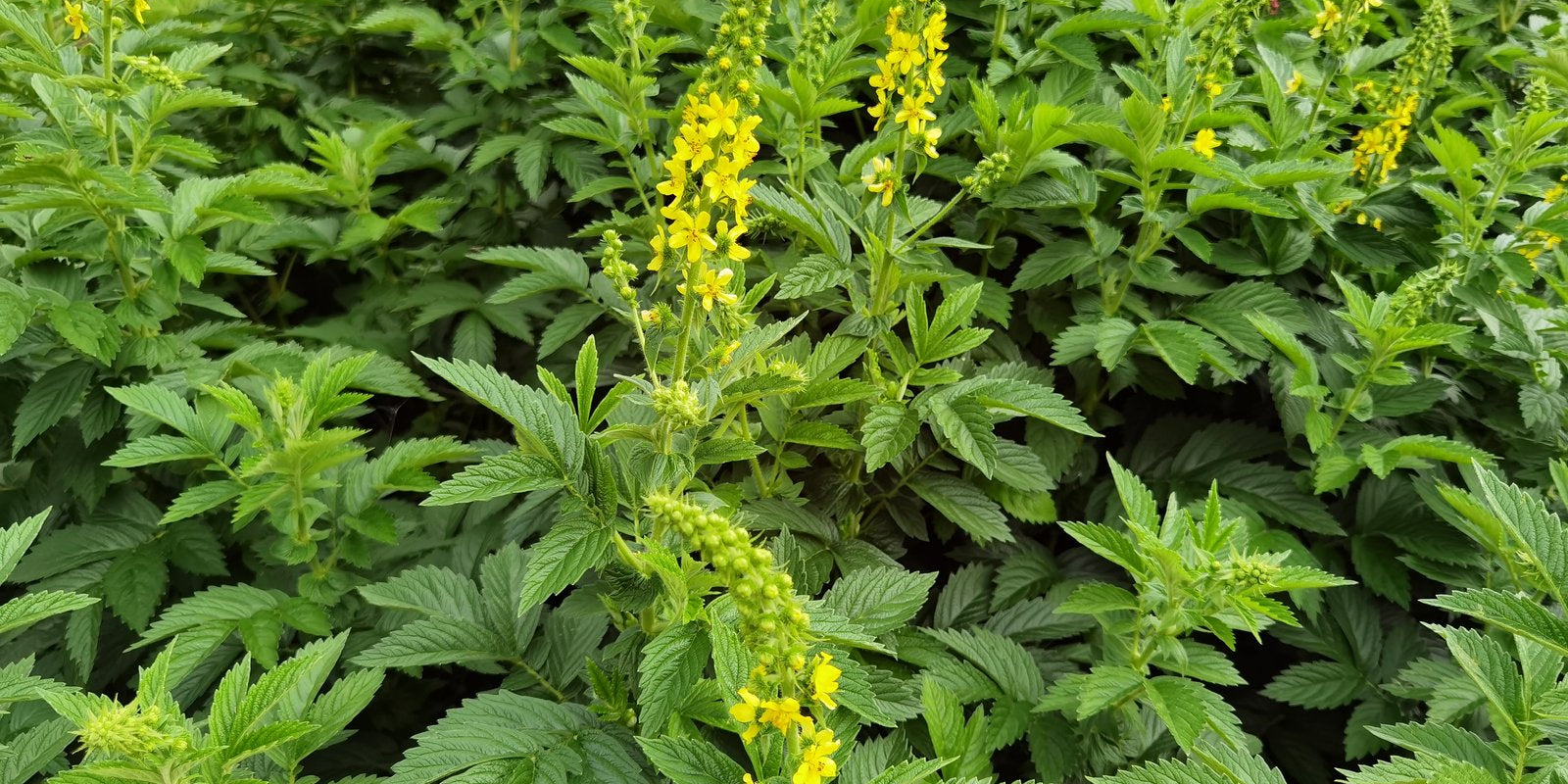 How to Grow Agrimony in Australia