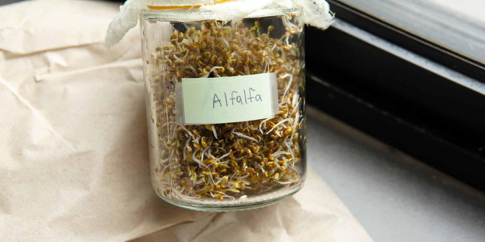 How to Grow Alfalfa Sprouts in Australia