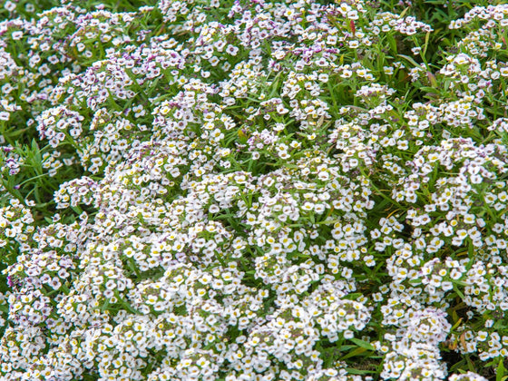Alyssum