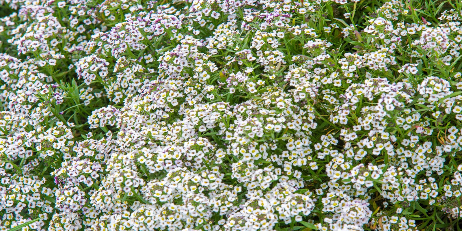 How to Grow Alyssum in Australia