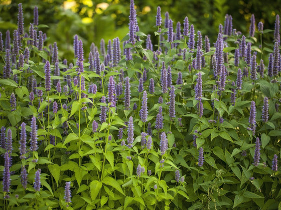 Anise Hyssop