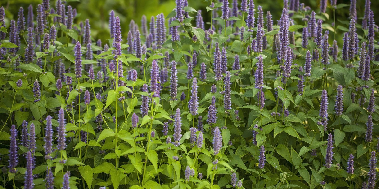 How to Grow Anise Hyssop in Australia