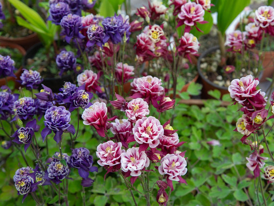 Aquilegia