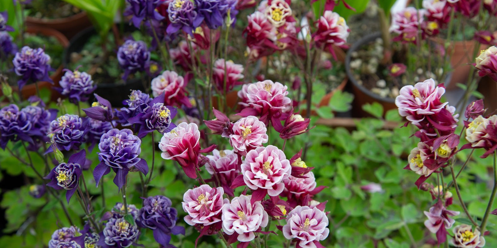 How to Grow Aquilegia in Australia