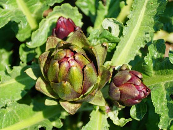 Artichoke