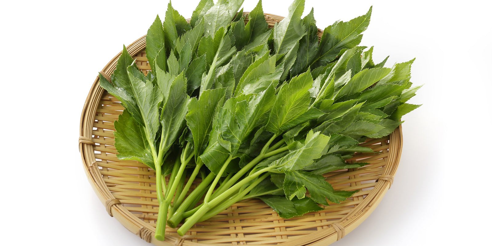 How to Grow Ashitaba in Australia