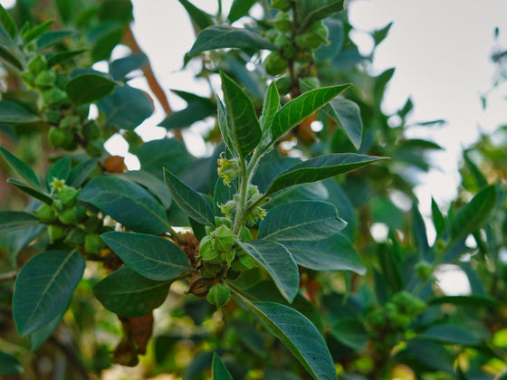 Ashwagandha