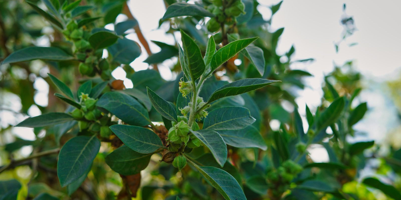 How to Grow Ashwagandha in Australia