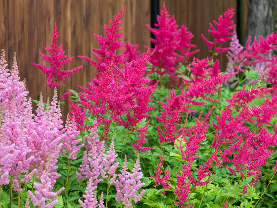 Astilbe