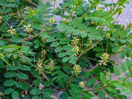Astragalus
