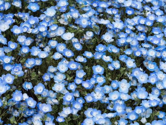Baby Blue Eyes