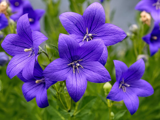 Balloon Flower