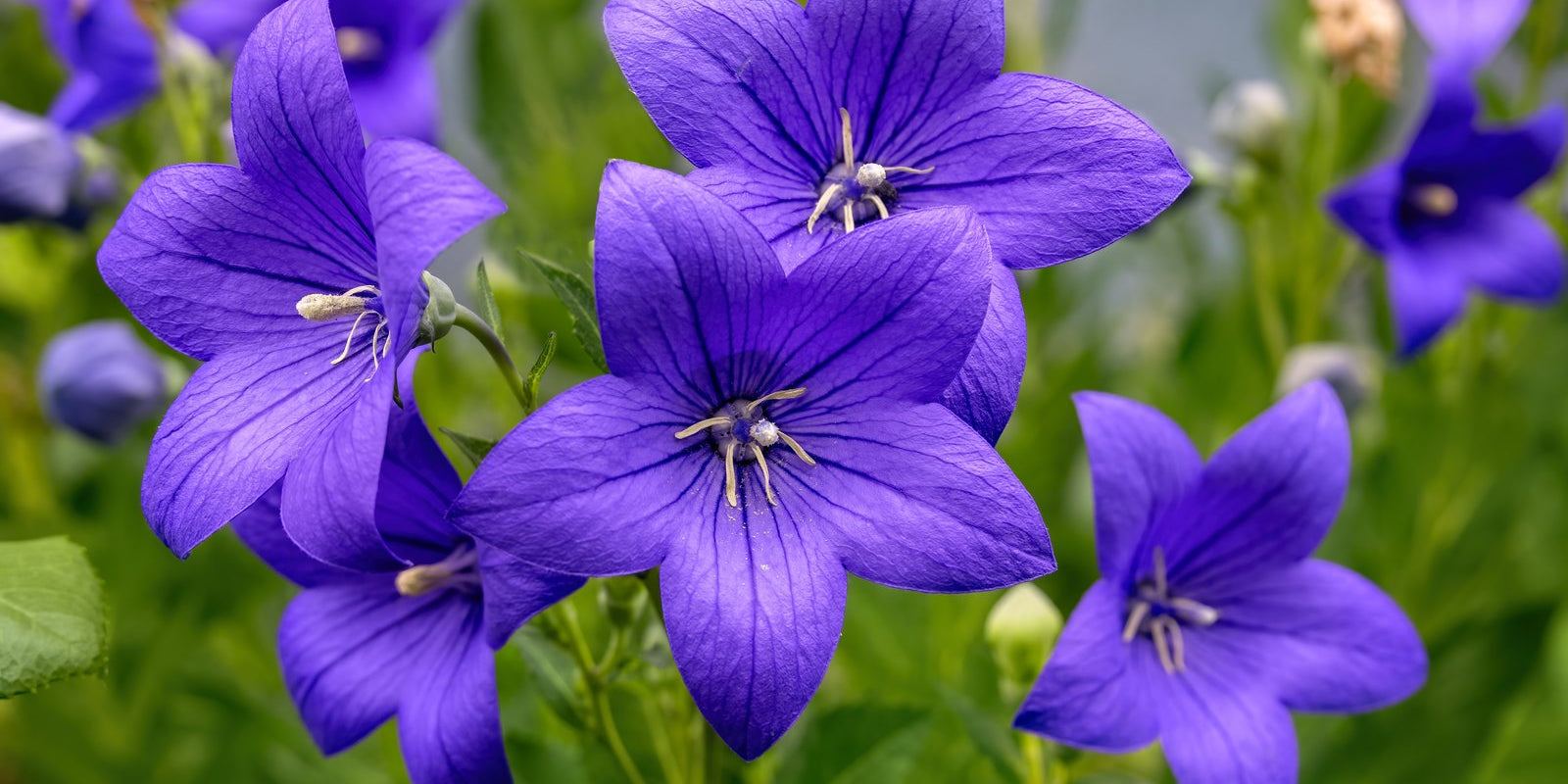 How to Grow Balloon Flowers in Australia