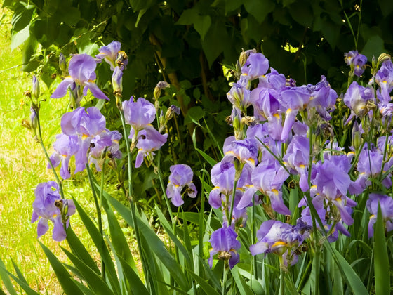 Bearded Iris