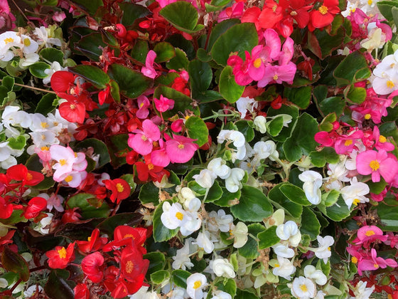 Begonia