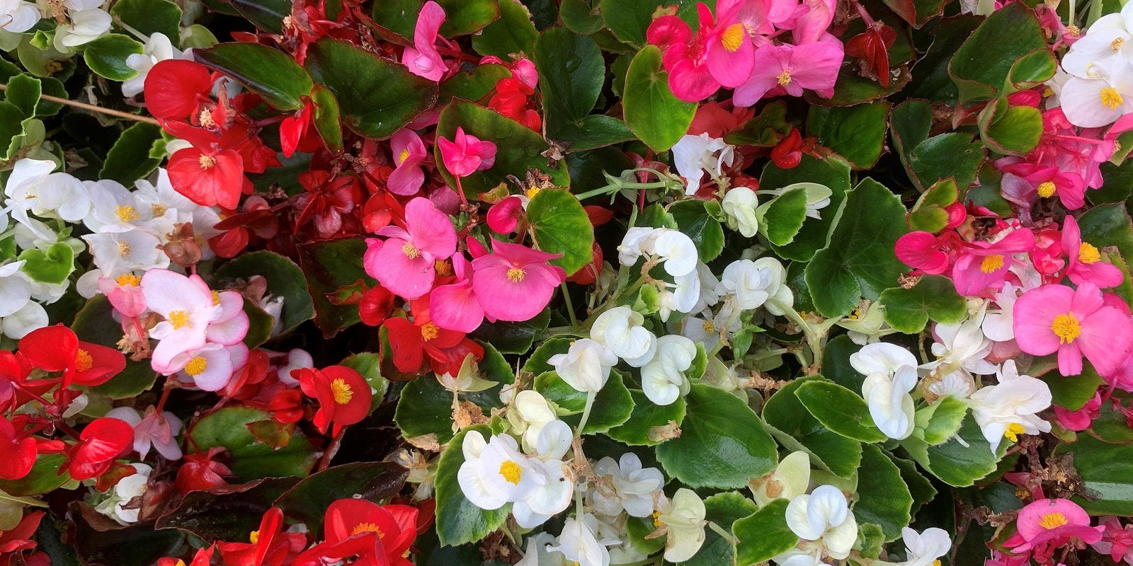How to Grow Begonias in Australia