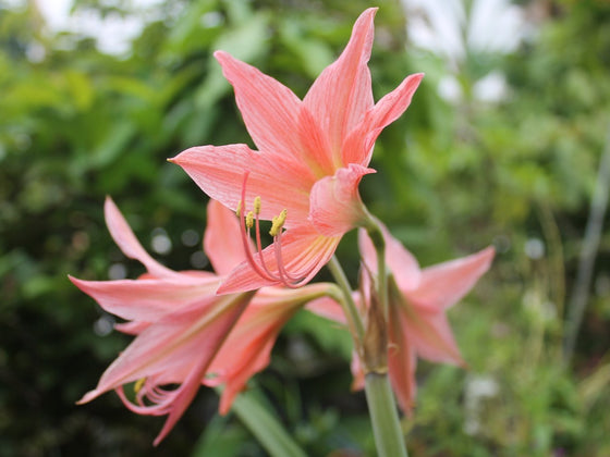 Belladonna Lily