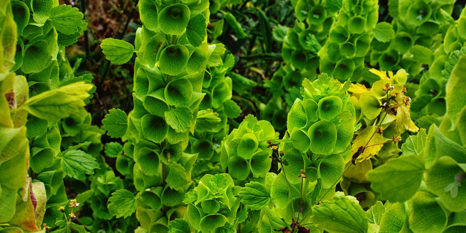 How to Grow Bells of Ireland in Australia