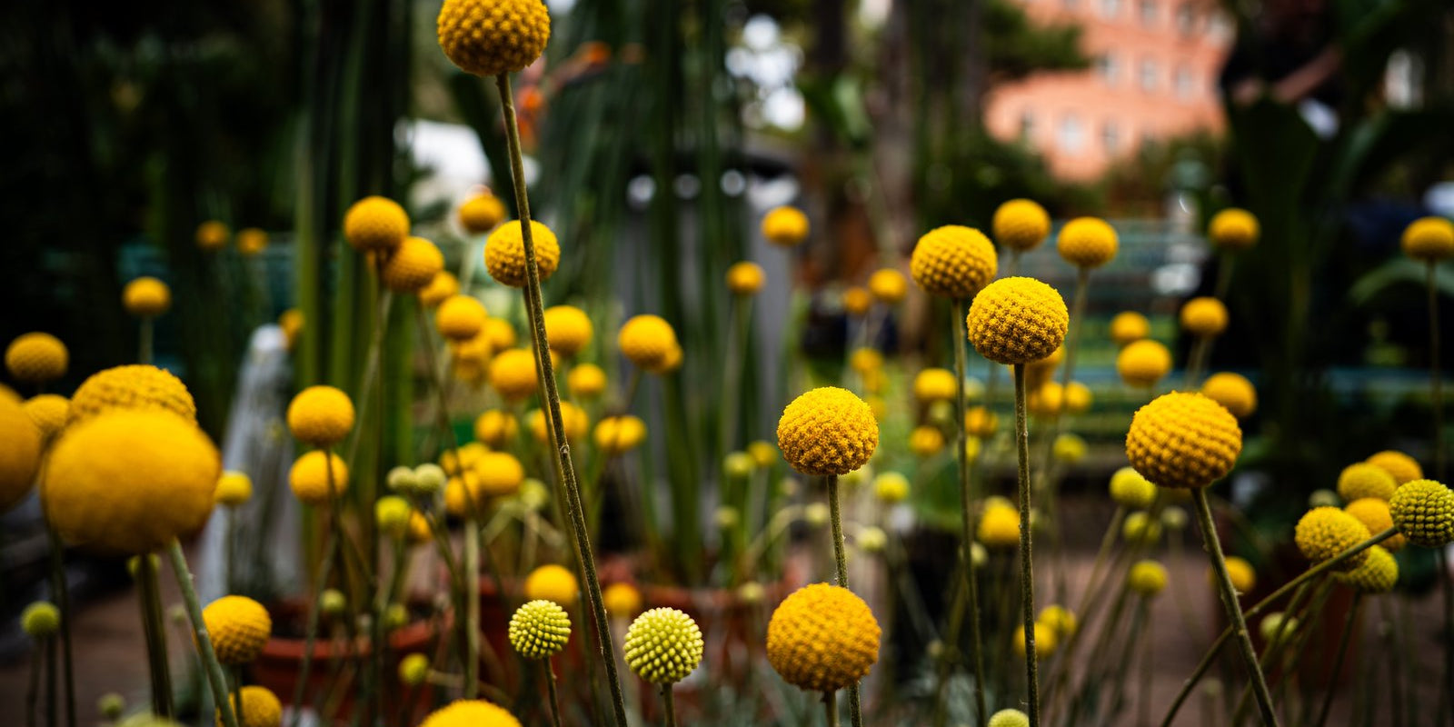How to Grow Billy Buttons in Australia