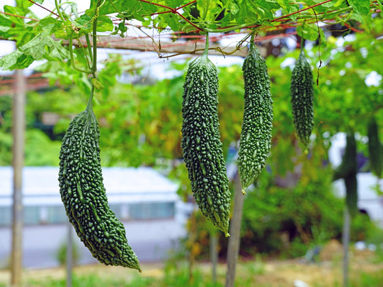 Bitter Melon