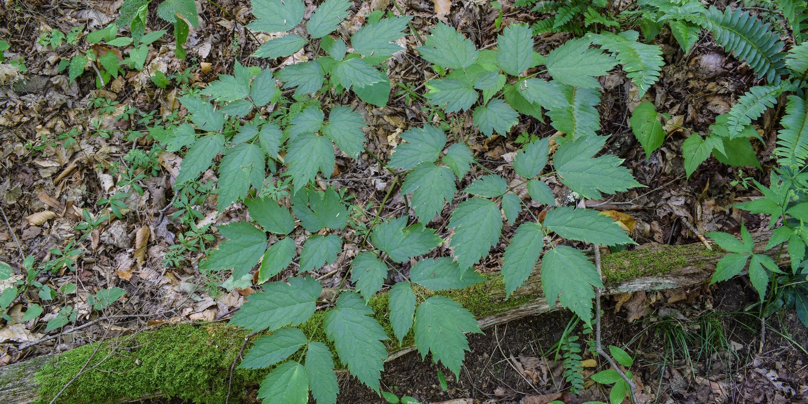 How to Grow Black Cohosh in Australia