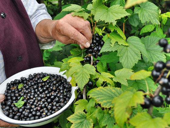 Black Currant