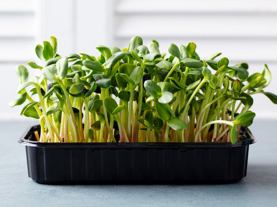 Black Sunflower Shoots
