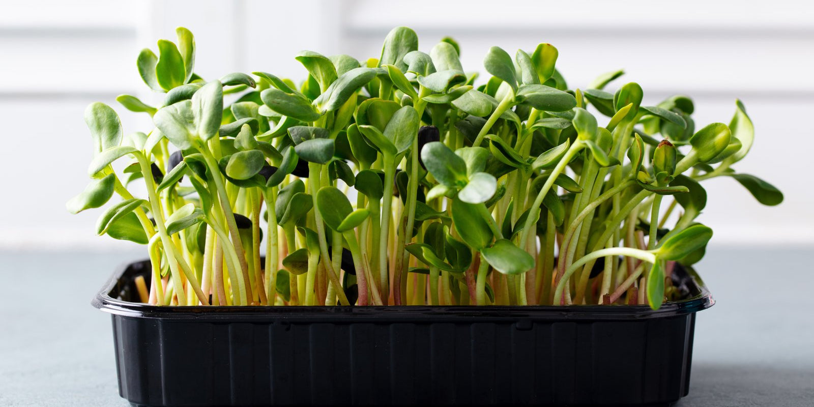 How to Grow Black Sunflower Shoots in Australia