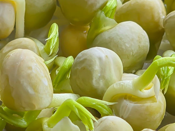 Blue Pea Sprouts