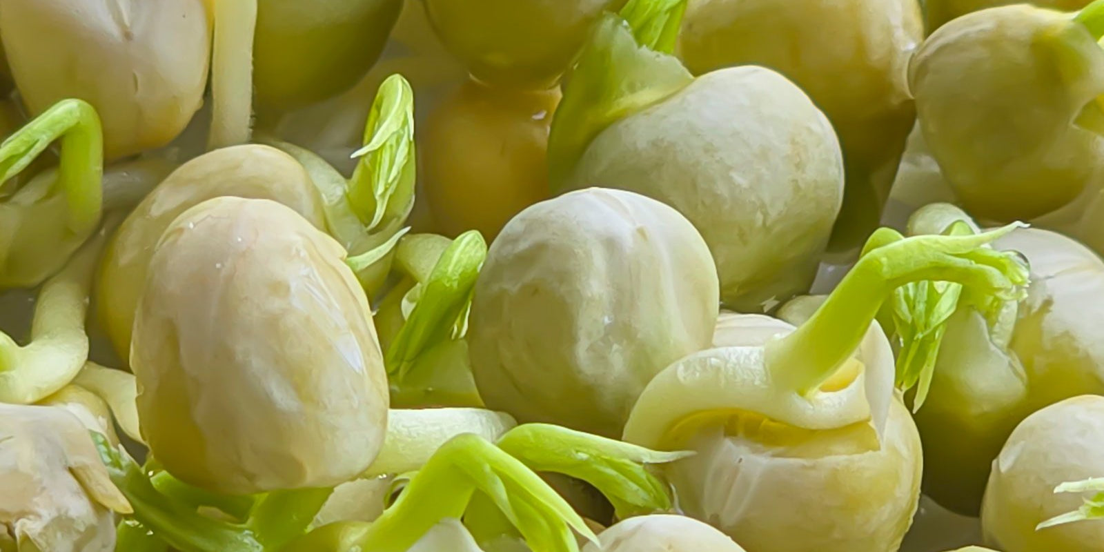 How to Grow Blue Pea Sprouts in Australia