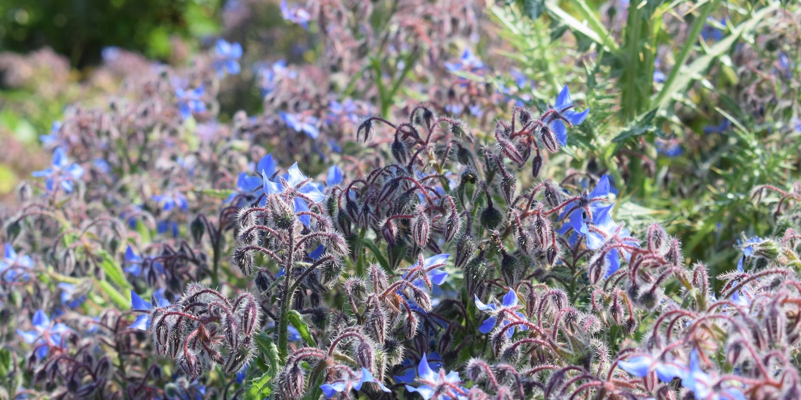 How to Grow Borage in Australia