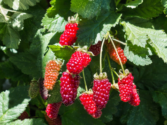 Boysenberry