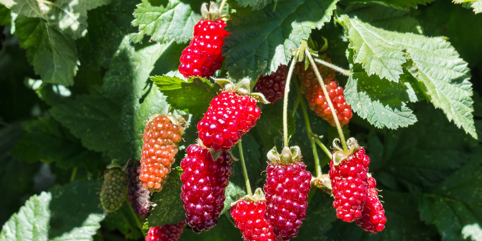 How to Grow Boysenberries in Australia