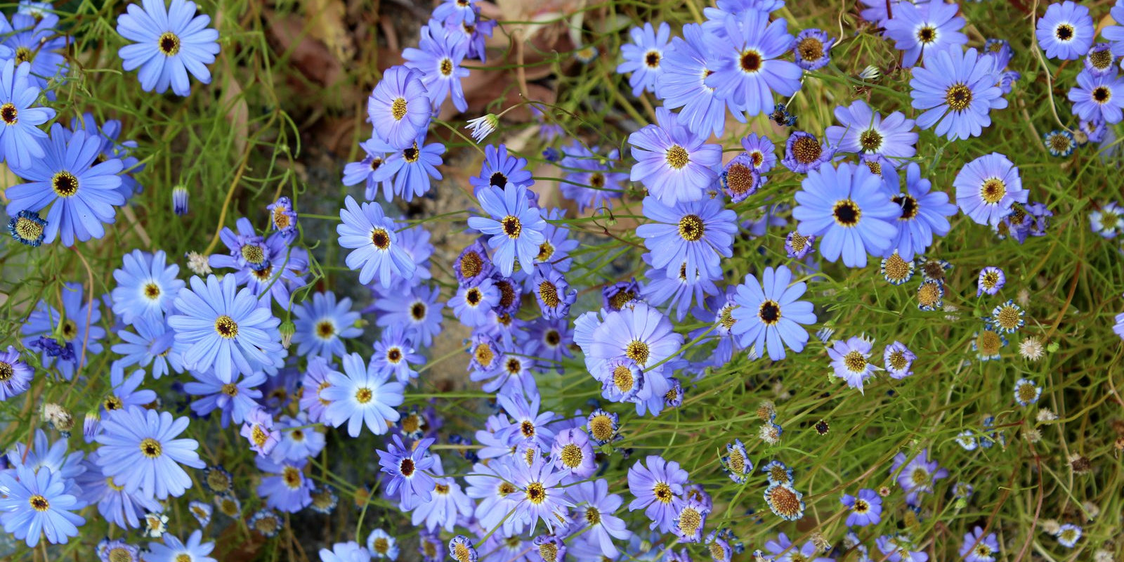 How to Grow Brachycome in Australia